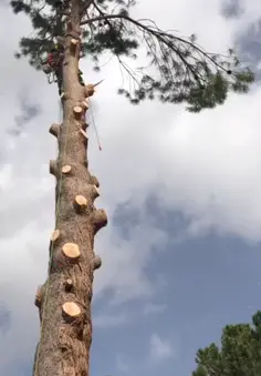 Tala y poda en altura de árboles en Alicante