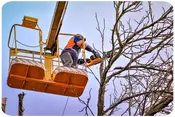 TALA Y PODAS EN ALTURA, Desbroce fincas y parcelas Alicante
