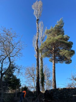 Tala y poda de árboles en altura Provincia de Alicante