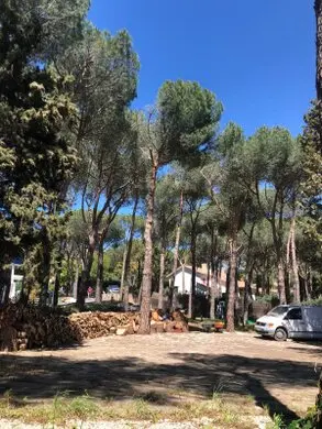 Tala y poda de árboles en altura Provincia de Alicante