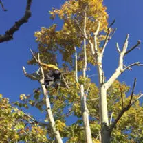 Tala y poda en altura de árboles en Alicante y provincia