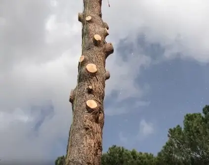 Tala y poda de árboles en altura Provincia de Alicante